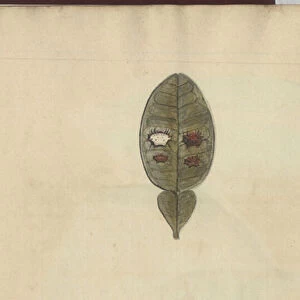 Lindsay Drawings Vol. VII, 3, 1760-1780s (w / c on paper)