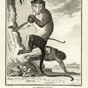 Cercopithecidae Metal Print Collection: Bonnet Macaque