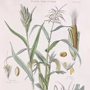 Millet, Maize, Buckwheat and Taro, illustration from
