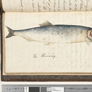 A Collection: Australian Herring