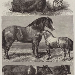 Prize Animals from the Royal Agricultural Societys Show in Battersea Park (engraving)