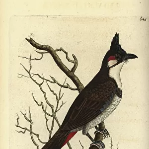Bulbuls Collection: Red Whiskered Bulbul
