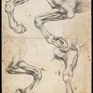 Studies of Horses Leg, 1485-95 (black chalk on paper)