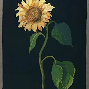 Sunflower (paper collage)