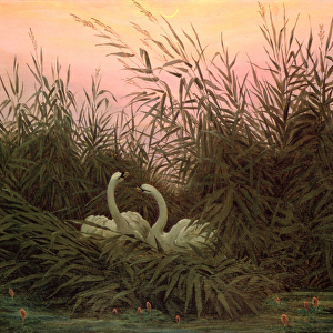 Swans in the Reeds, c. 1820 (oil on canvas)