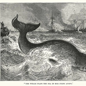 "The whale flaps the sea in her dying agony"(engraving)