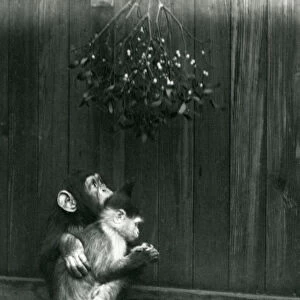 A young Chimpanzee puts his arm around a Mangabey under mistletoe at London Zoo in