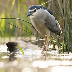 Black-crowned Night Heron standing at waterside, Nycticorax nycticorax, Hungary
