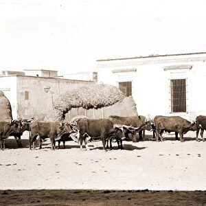 Guadalajara, carretas and oxen, Jackson, William Henry, 1843-1942, Ox teams, Plazas