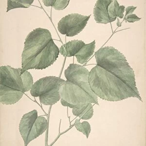 Leaves 19th century Watercolor Sheet 11 13 / 16