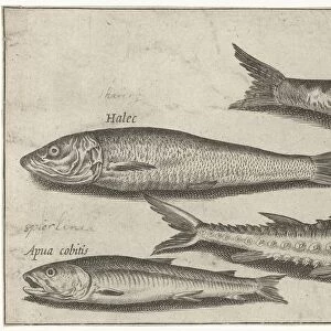 H Photographic Print Collection: Herring Smelt