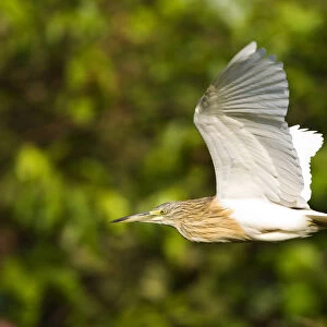 Squacco Heron flying, Ardeola ralloides, Gambia