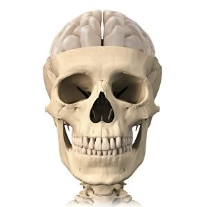 Anatomy of human skull, cutaway view with half brain showing