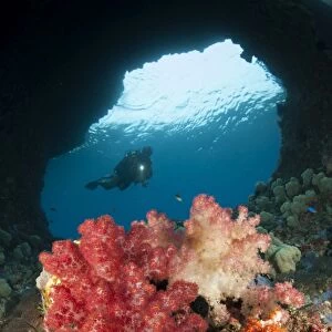 A diver approaches soft corals, Raja Ampat, West Papua, Indonesia