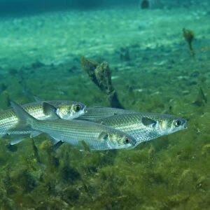 A school of Striped Mullet wim along the bottom of Fanning Springs, Florida