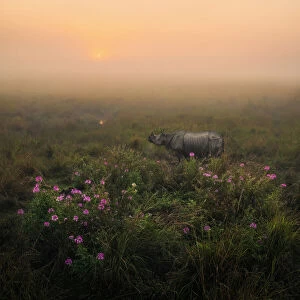 Indian One Horned Rhino