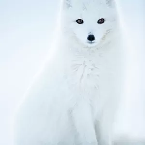 Mammals Framed Print Collection: Arctic Fox