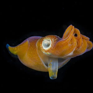 Bottletail squid (Sepiadarium kochi) Komodo, Indonesia