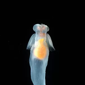 Mollusks Fine Art Print Collection: Pteropods
