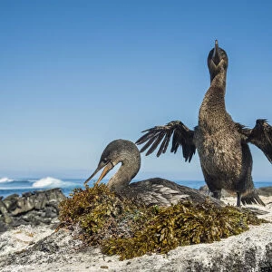 Cormorants Collection: Cape Cormorant