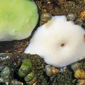 Lake baikal sponge and a mixture of freshwater snails Lake Baikal, Siberia, Russia