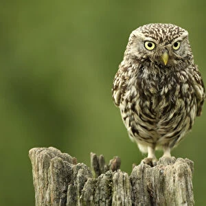 Little owl (Athene noctua) perched on a post, Essex, England, UK, June
