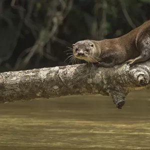 Neotropical river otter (Lontra longicaudis) resting on a log along the Indian River