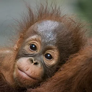 Orang utan baby (Pongo pygmaeus) head portrait, lying against adult, Semengoh Nature reserve
