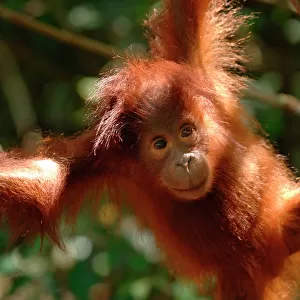 Apes Collection: Orangutan