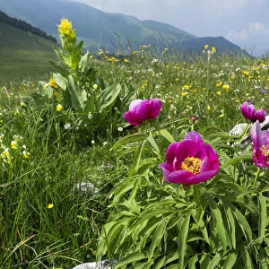 Paeony (Paeonia officinalis) flowering, Mount Baldo Natural Park, Mount Baldo, Italy, Europe. June