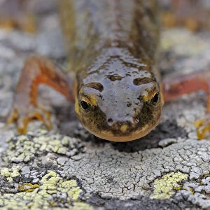 Palmate newt (Lissotriton helveticus) on lichen covered rock, living at 2, 150m, Vall DIncles