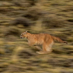 Puma (Puma concolor) cub running, Torres del Paine National Park, Magallanes, Chile