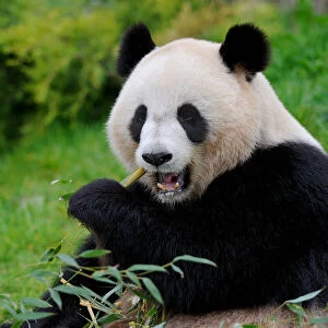 RF - Giant panda (Ailuropoda melanoleuca) eating bamboo. Beauval zoo, France