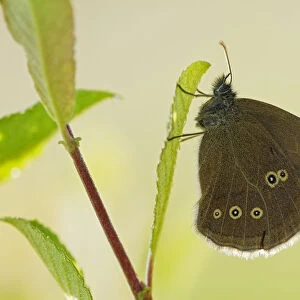 Ringlet butterfly (Aphantopus hyperanthus) with wings closed, Somerset Levels, UK, July