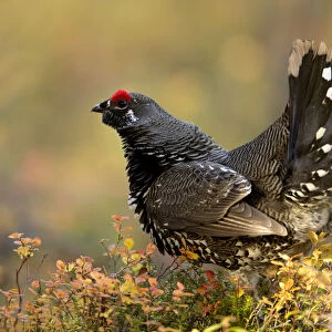 Spruce grouse (Falcipennis canadensis) in forest, Denali National Park, Alaska, USA