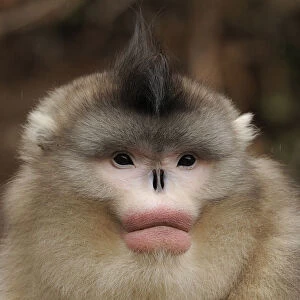 Cercopithecidae Mouse Mat Collection: Black Snub-nosed Monkey