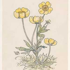 Buttercups, in or before 1893. Creator: Willem Wenckebach