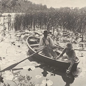 Gathering Water-Lilies, 1886. Creator: Dr Peter Henry Emerson