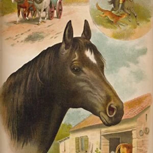 The Horse, c1900. Artist: Helena J. Maguire
