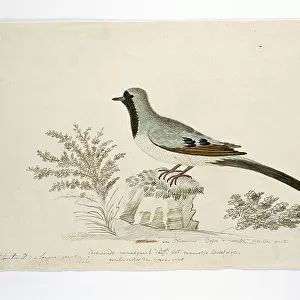 Doves Collection: Namaqua Dove