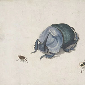 Studies of a Blue Beetle and Insects, 17th century (?). Creator: Anon