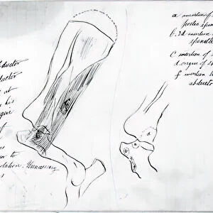 (Untitled) (Anatomical Study Of Bones), 1878. Creator: Thomas Eakins