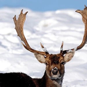 Stag in the snow