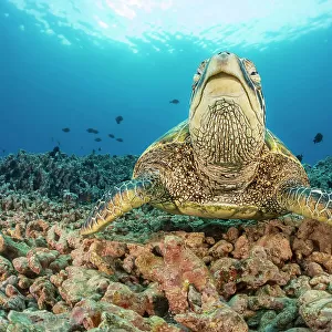 GREEN SEA TURTLE, Chelonia mydas, HAWAII