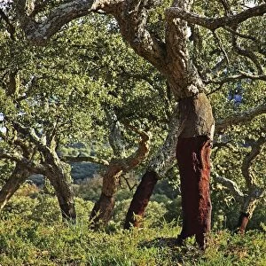 Old Cork Oak Tree; Andalucia, Spain