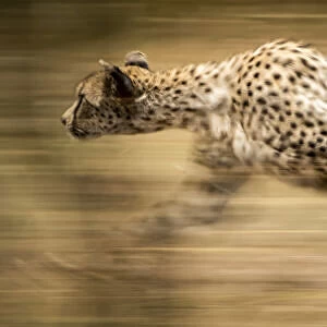 Panorama of slow pan of sprinting cheetah, Serengeti, Tanzania
