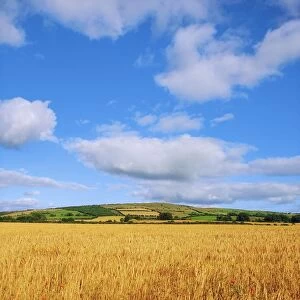Slieveardagh Hills, Co Kilkenny, Ireland; Wheat Field
