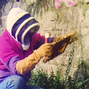 A beekeeper checking on his bees and the honey they have made