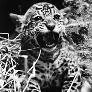 Corona (Jaguar cub) born at London Zoo. Seems pleased to meet his visitors