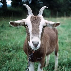 Goats Collection: Toggenburg